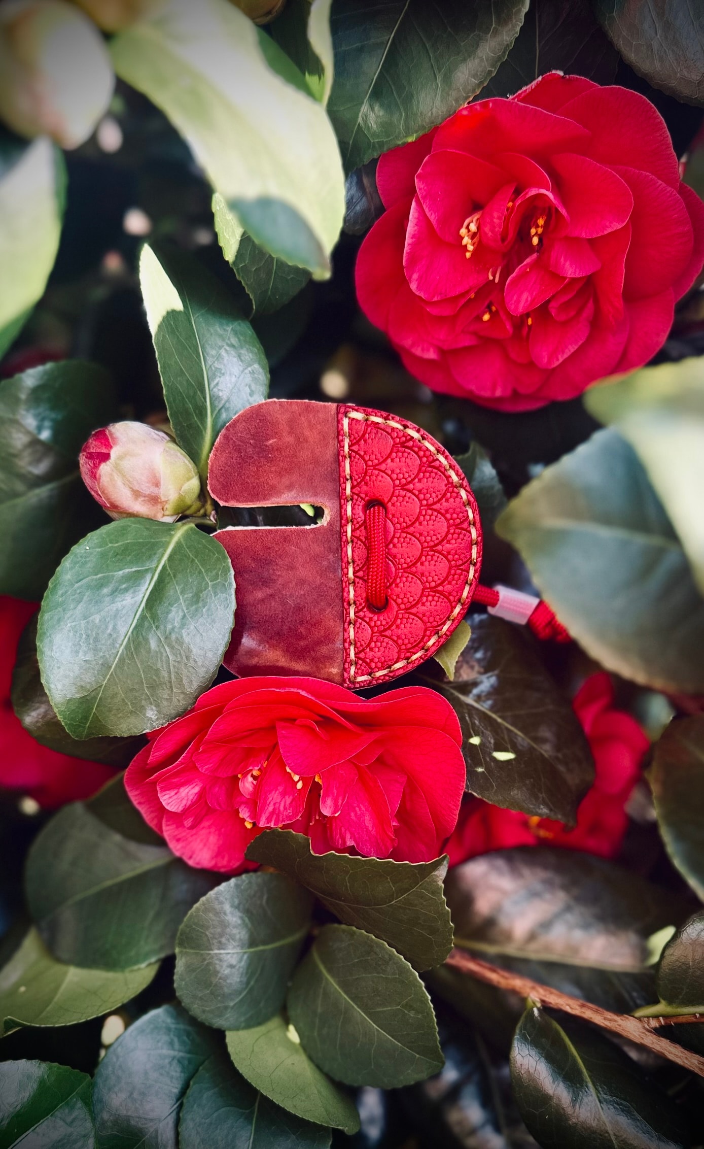 Deep red dragon scale archery tab photographed among red camellia flowers